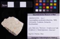 Foto (Objket + Etiketten) von Cracensigillatus acutirostris (Moericke, 1889) 